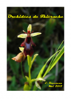 Orchidées de Thiérache – C.Rousseau – 2012